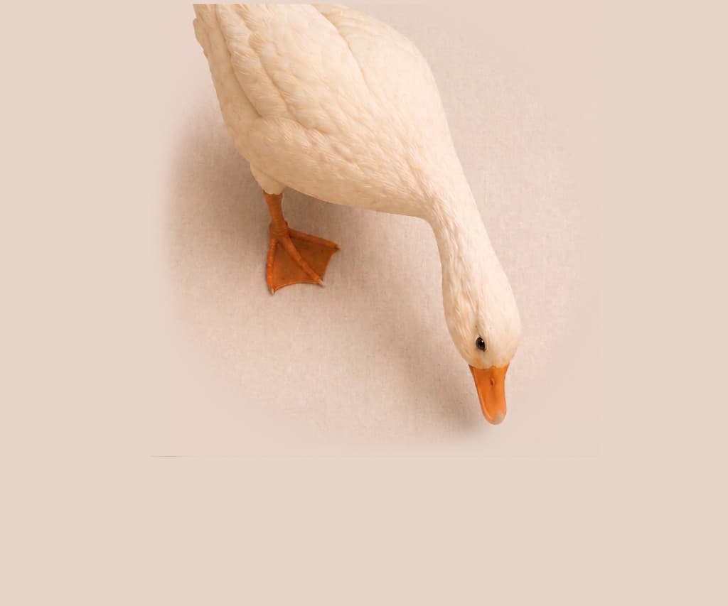 A white duck image near the top of the page
